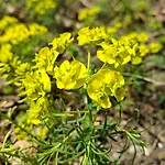 Waldpoesie - Wald-cottage *