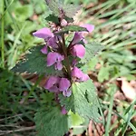 Waldpoesie - Wald-cottage Holiday home Benking
