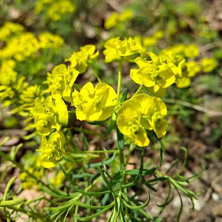 Waldpoesie - Wald-cottage *