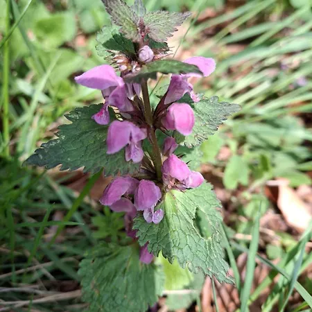 Waldpoesie - Wald-cottage בית נופש Benking