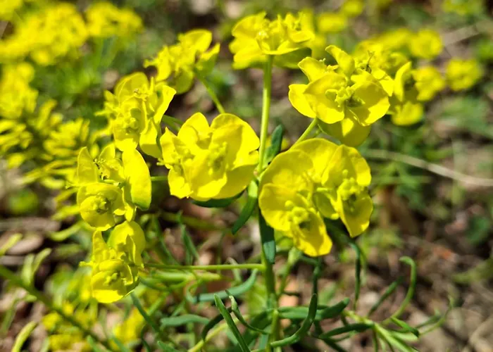 Waldpoesie - Wald-cottage *