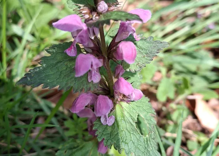 Waldpoesie - Wald-cottage Ferienhaus Benking